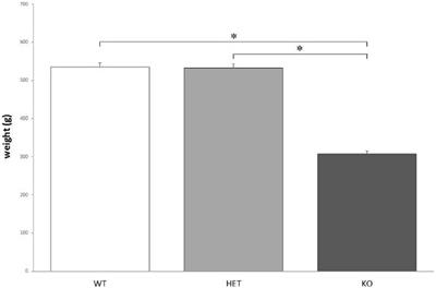 Behavioral Phenotyping of Dopamine Transporter Knockout Rats: Compulsive Traits, Motor Stereotypies, and Anhedonia